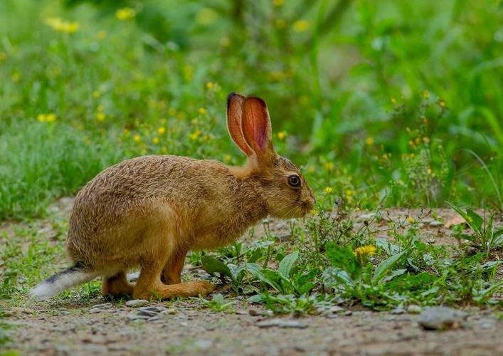 �Ź��ٵĸ����Ǹ�ʲô��