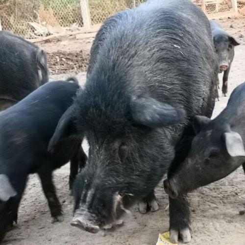 上巳节的习俗有哪些? 上巳节的习俗有哪些?