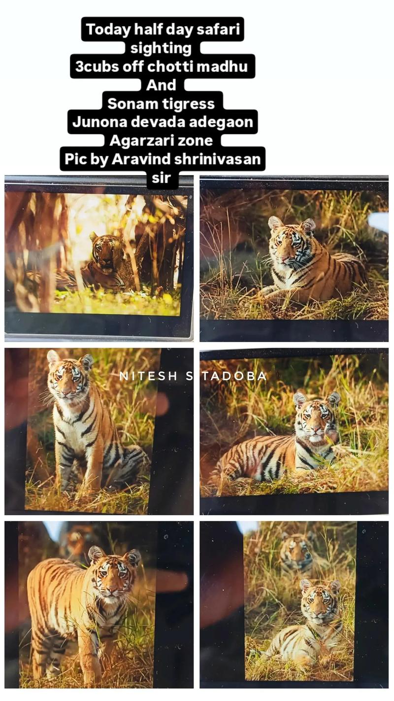 十二星座虚伪指数 十二星座虚伪指数