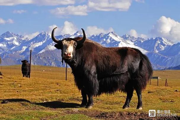 属蛇的人生事业运如何 属蛇的人生事业运如何