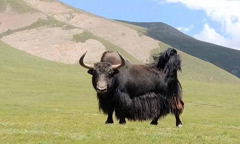 侠客行中的叮当是谁扮演的?请问“林嘉琪“这 侠客行中的叮当是谁扮演的?请问“林嘉琪“这