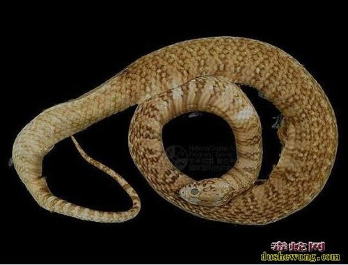 张杰到底比谢娜小多少?谢娜是个怎样的人 张杰到底比谢娜小多少?谢娜是个怎样的人