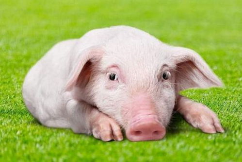 不同时辰出生的属蛇人运势 不同时辰出生的属蛇人运势