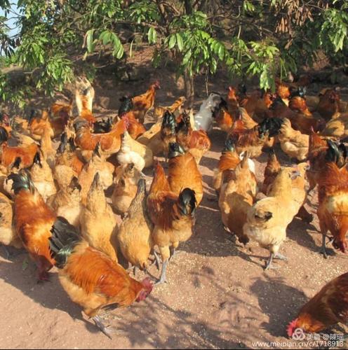 ���˼���� ������ĸ��˼����