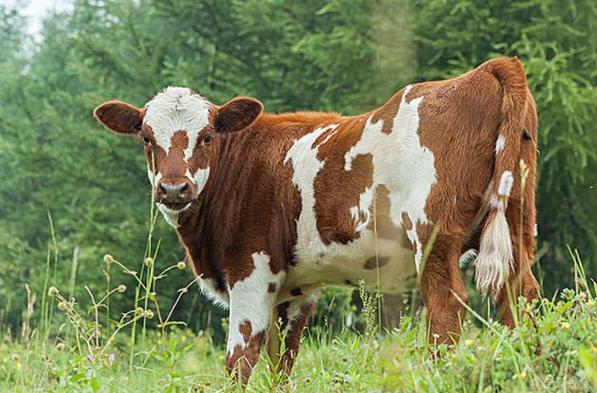 阴宅玄空大卦择日的优点 阴宅玄空大卦择日的优点