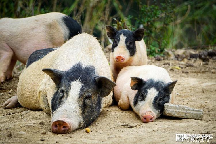 八字配对指什么生肖_命理八字配对竟然能指生肖?这可怎么看? 八字配对指什么生肖_命理八字配对竟然能指生肖?这可怎么看?