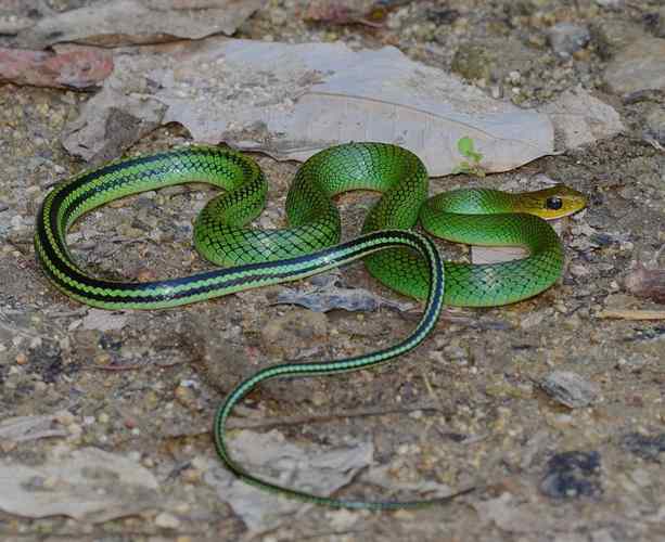 佛祖灵签40求姻缘中为何会有刑冲克害的担忧(佛祖灵签40求姻缘_刑冲克害_婚姻前景堪忧吗) 佛祖灵签40求姻缘中为何会有刑冲克害的担忧(佛祖灵签40求姻缘_刑冲克害_婚姻前景堪忧吗)