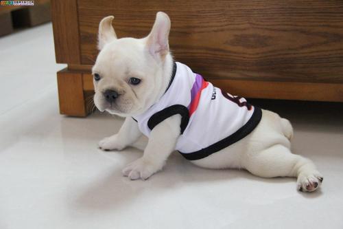 紫微斗数生年忌转忌 紫微斗数生年忌转忌