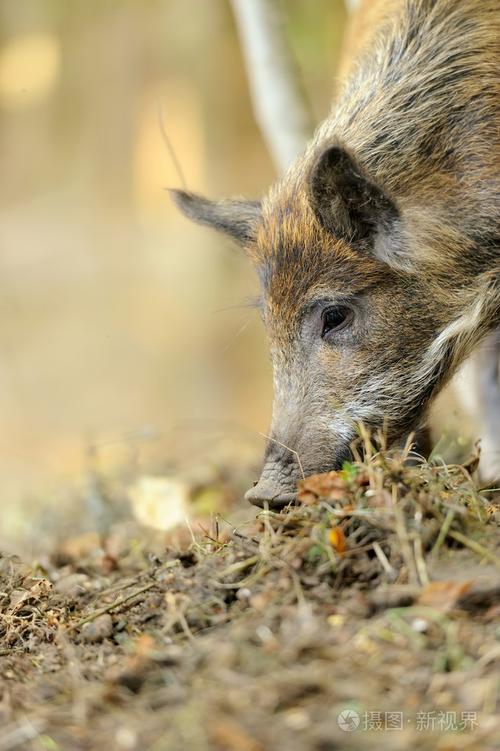 属鼠的今年运势如何呢 属鼠的今年运势如何呢