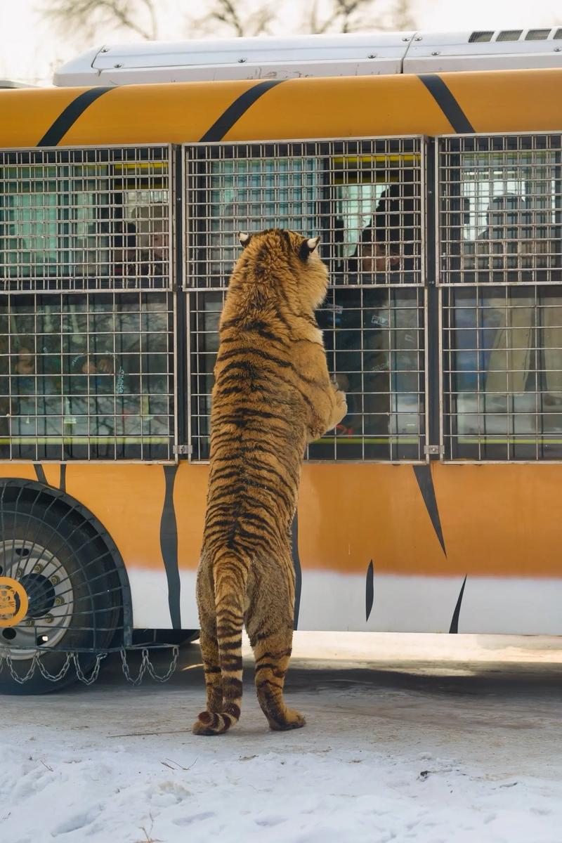 2025��32��������� ��Ů����������ȫ