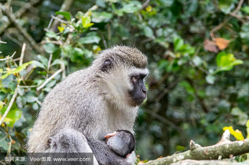 ŮμԼ4_ŮμŮʲô˼