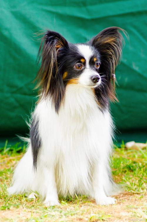 ÿƶǷԤʾŽջвѰĲͱ仯