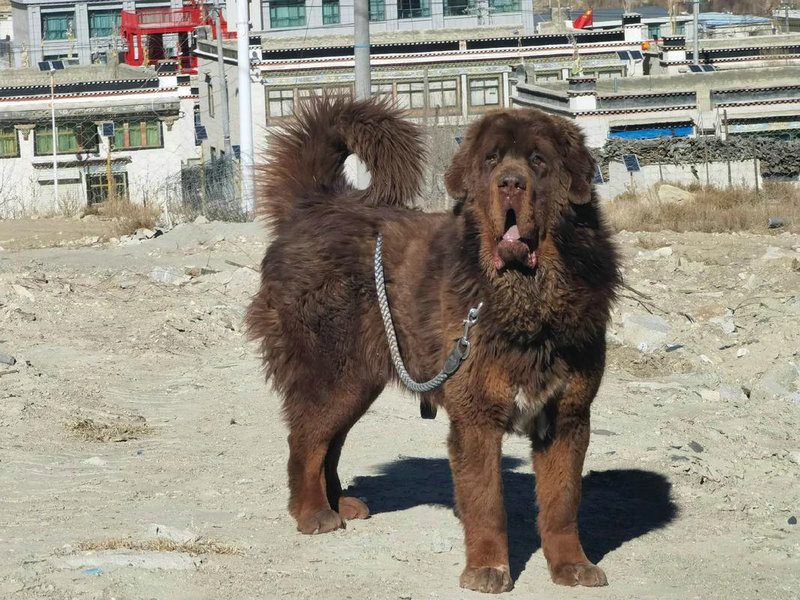 1982属狗的2025年适合自己创业吗 1982属狗的2025年适合自己创业吗