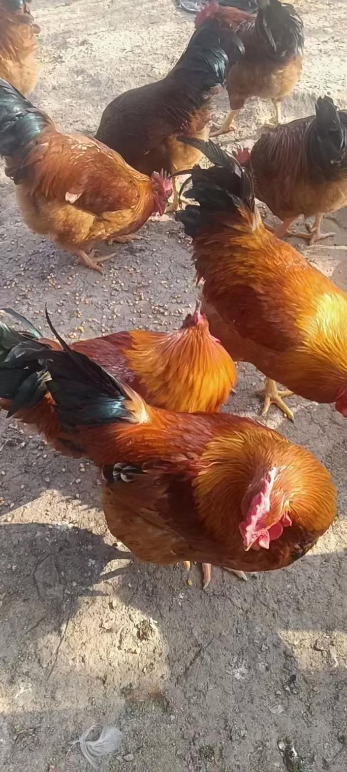 属虎的年份有哪些 属虎的年份有哪些