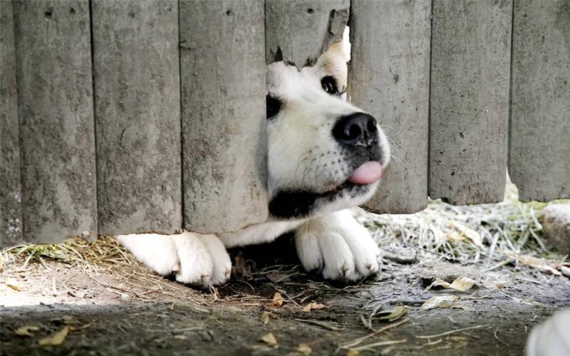 ��С�����Э������й©