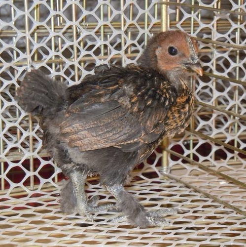 ֮ͬͬԵ½ɫͻ(֮ͬͬԵǽαʶ½ɫì)