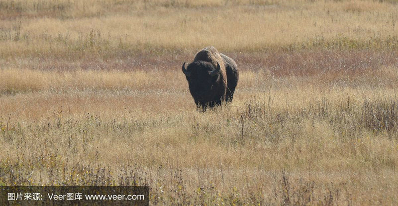 1990年属马的人财运 1990年属马的人财运