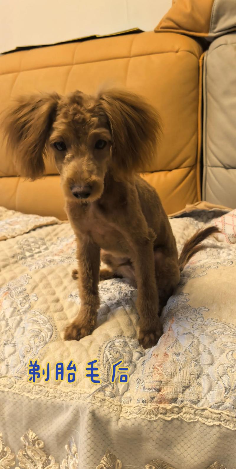 阴宅有山脉怎样调向 阴宅有山脉怎样调向