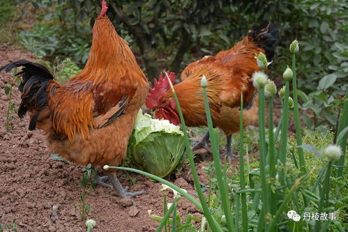 财神灵签十二签解签意思_电影类型是否合你意(财神灵签十二签解签意思_电影类型命理升迁是否有影响) 财神灵签十二签解签意思_电影类型是否合你意(财神灵签十二签解签意思_电影类型命理升迁是否有影响)