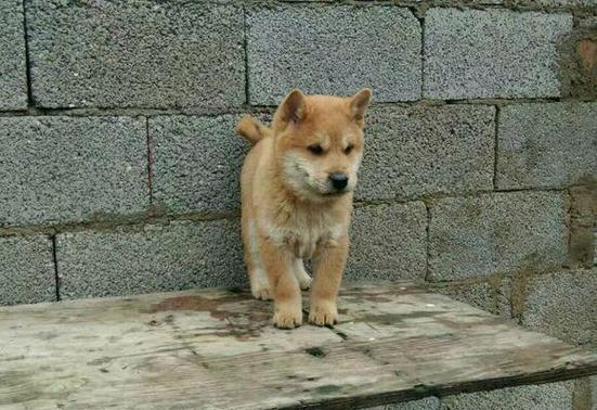 20258ʺᳵ 20258ʺᳵļ