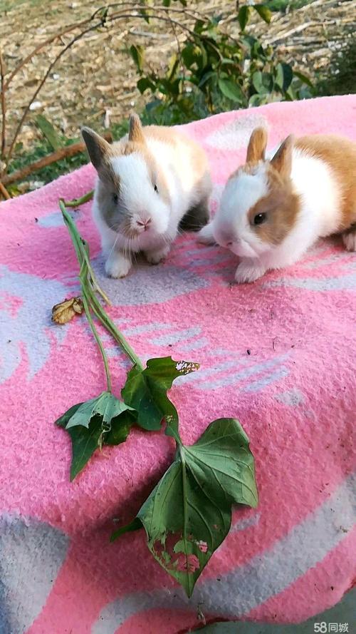 属鼠2025年流年运势如何 属鼠2025年流年运势如何