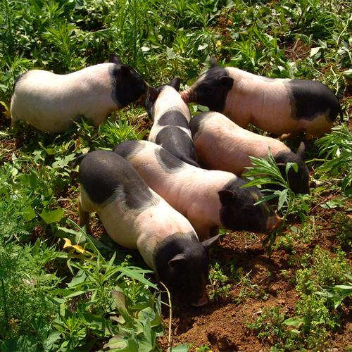 吉凶生矣的意思 吉凶生矣的意思