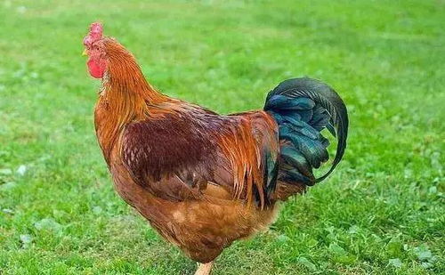 ���ö��μӹ���Щ���Ӿ�