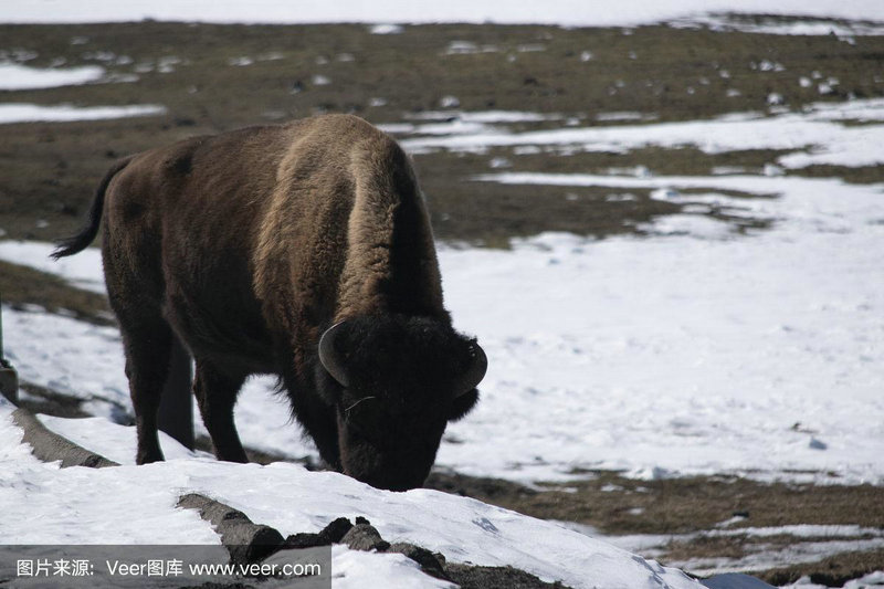 十二生肖人2025年1月运势情况 十二生肖人2025年1月运势情况