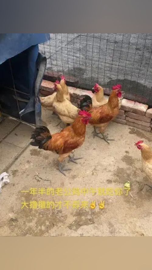 ǩ12ǩǩ_ǷԤʾԵֽнԶ(ǩ12ǩǩ_ʲô)