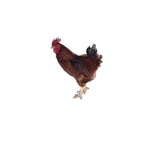 �������������ϼ������