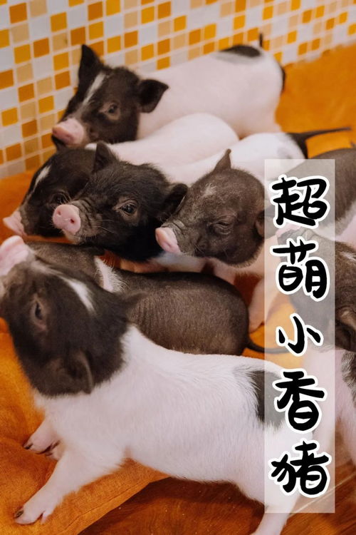 ��ţ�����⳵��(��ţ������ɫ)