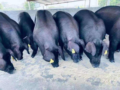 装修有哪些风水知识讲解(装修房子要讲究哪些风水) 装修有哪些风水知识讲解(装修房子要讲究哪些风水)