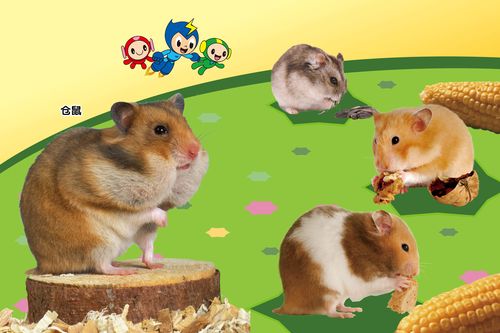 双子女被狮子男虐死,双子女一般会被什么星座虐 双子女被狮子男虐死,双子女一般会被什么星座虐