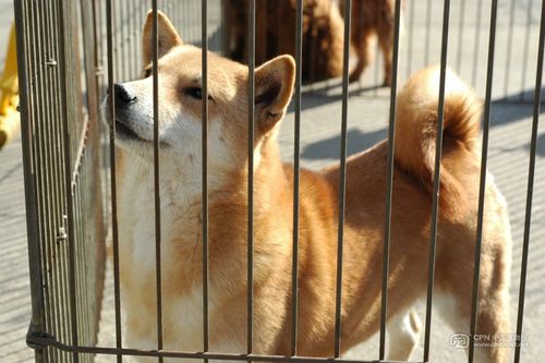 2029年属什么生肖 2029年属什么生肖