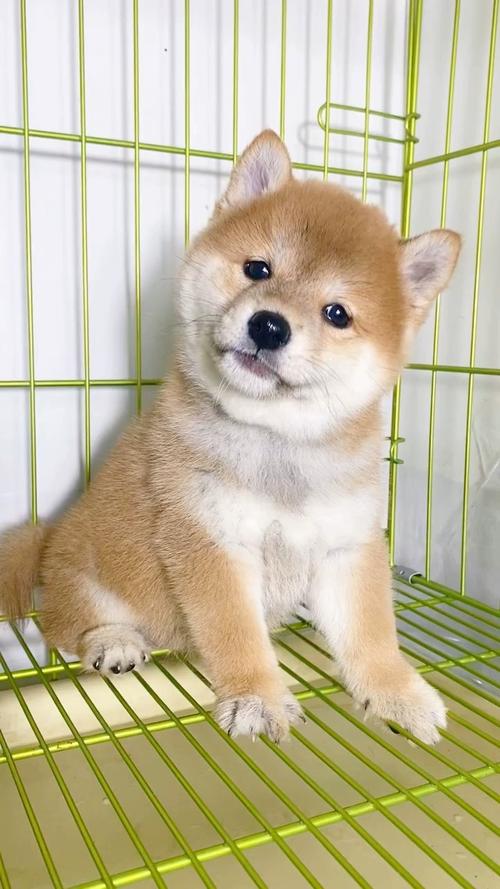 ԢƵ깫˾Ϊβ÷ɵֲ(ԢƵ깫˾ʱΪ)