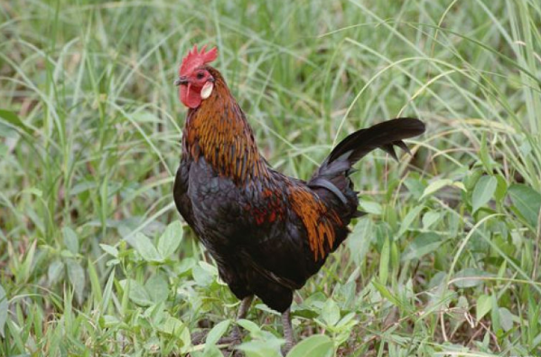 诡魅塔罗每日运势 7月17日12星座运势播报 诡魅塔罗每日运势 7月17日12星座运势播报