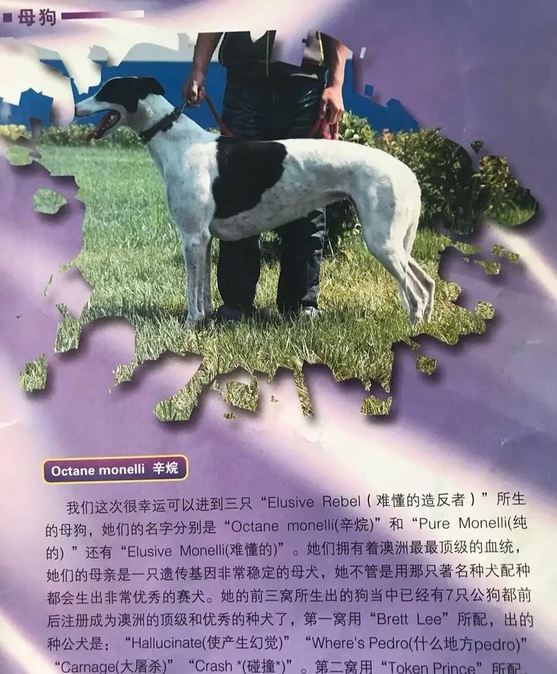 �ϻ��вŸɵ�����