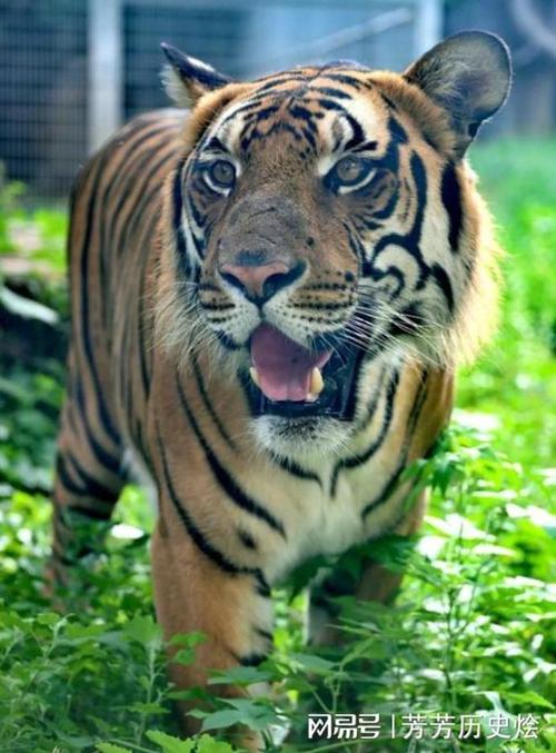 属猪的人什么时候运气旺 71年属猪人哪年运气最好是什么意思? 属猪的人什么时候运气旺 71年属猪人哪年运气最好是什么意思?