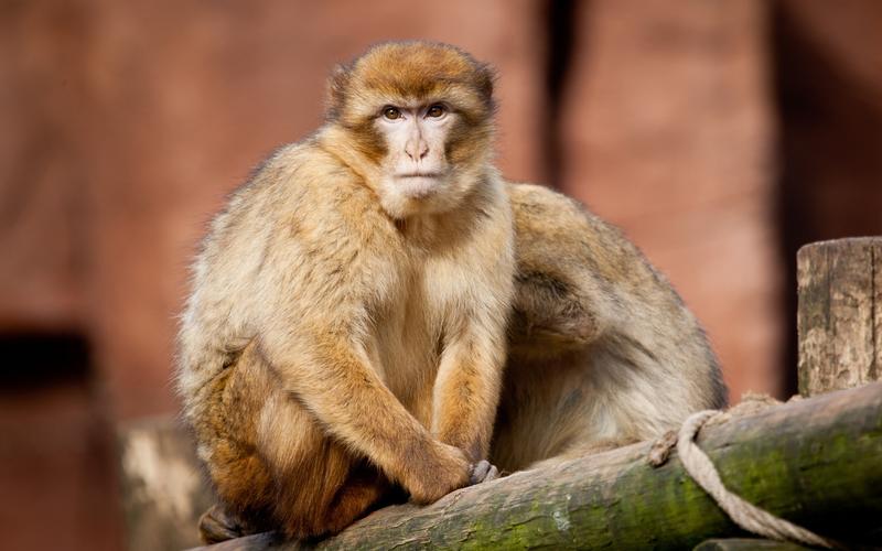 朱后面带雅的女孩名字好听 朱字女孩取名大全洋气 朱后面带雅的女孩名字好听 朱字女孩取名大全洋气