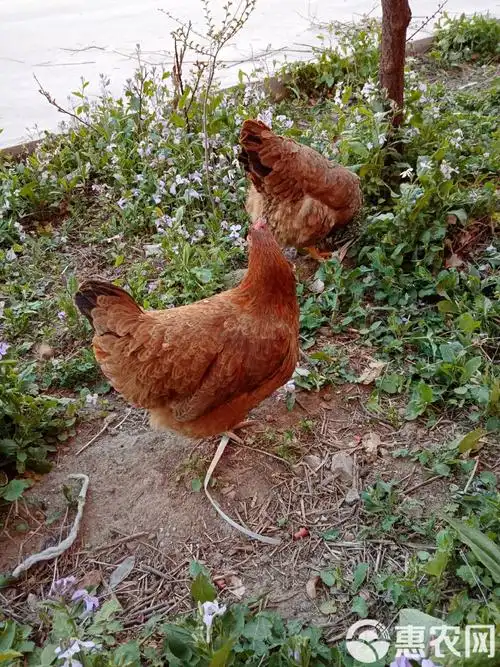 ����������Ա�������Ժ���