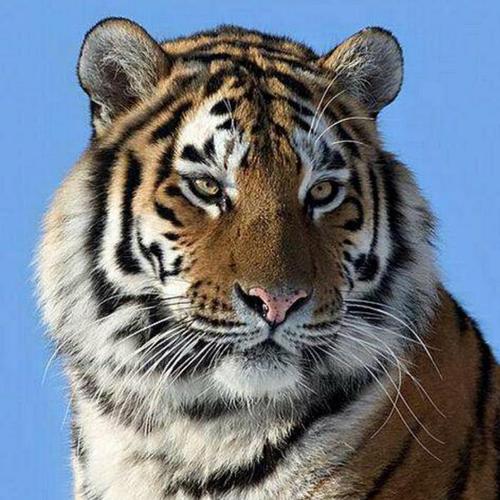 佛祖灵签17签详解白话文_影视喜好是否有害吗(佛祖灵签17签详解白话文_邻里关系签_影视喜好是否有隐患) 佛祖灵签17签详解白话文_影视喜好是否有害吗(佛祖灵签17签详解白话文_邻里关系签_影视喜好是否有隐患)