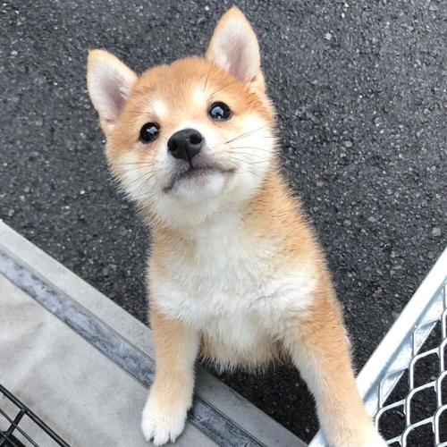 元宵节有哪些传统活动 有什么活动呢 元宵节有哪些传统活动 有什么活动呢