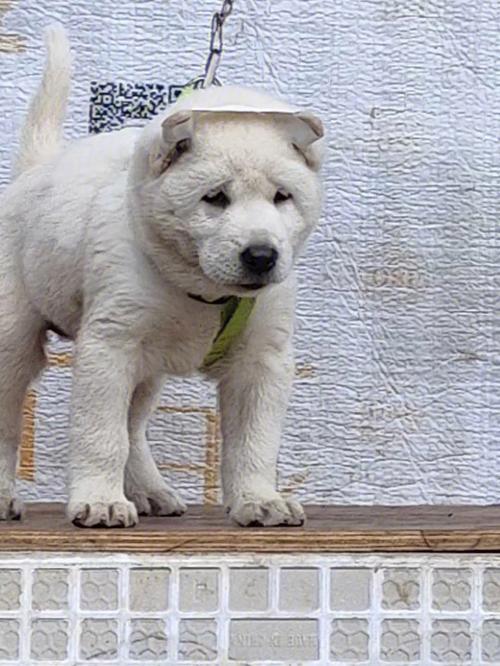 ���ưٻ�������(���ưٻ� �����)