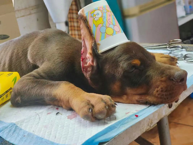 兔年出生的人优缺点 属兔几点出生优秀 兔年出生的人优缺点 属兔几点出生优秀