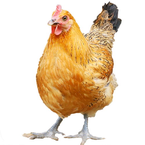 ��׼�İ��ֺϻ���ѵ���ϸ,��Ѱ��ֺϻ�(����������������)