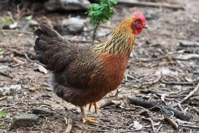 ������Ů����������