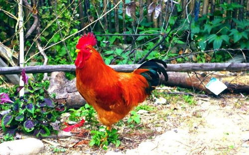 סլſڷˮʮɽ(СſڷˮͼƵ)