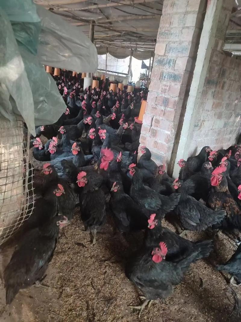古巨基简历个人资料简介 古巨基简历个人资料简介