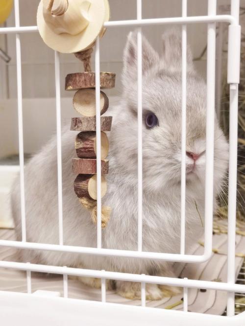 2025�����������ƺò���