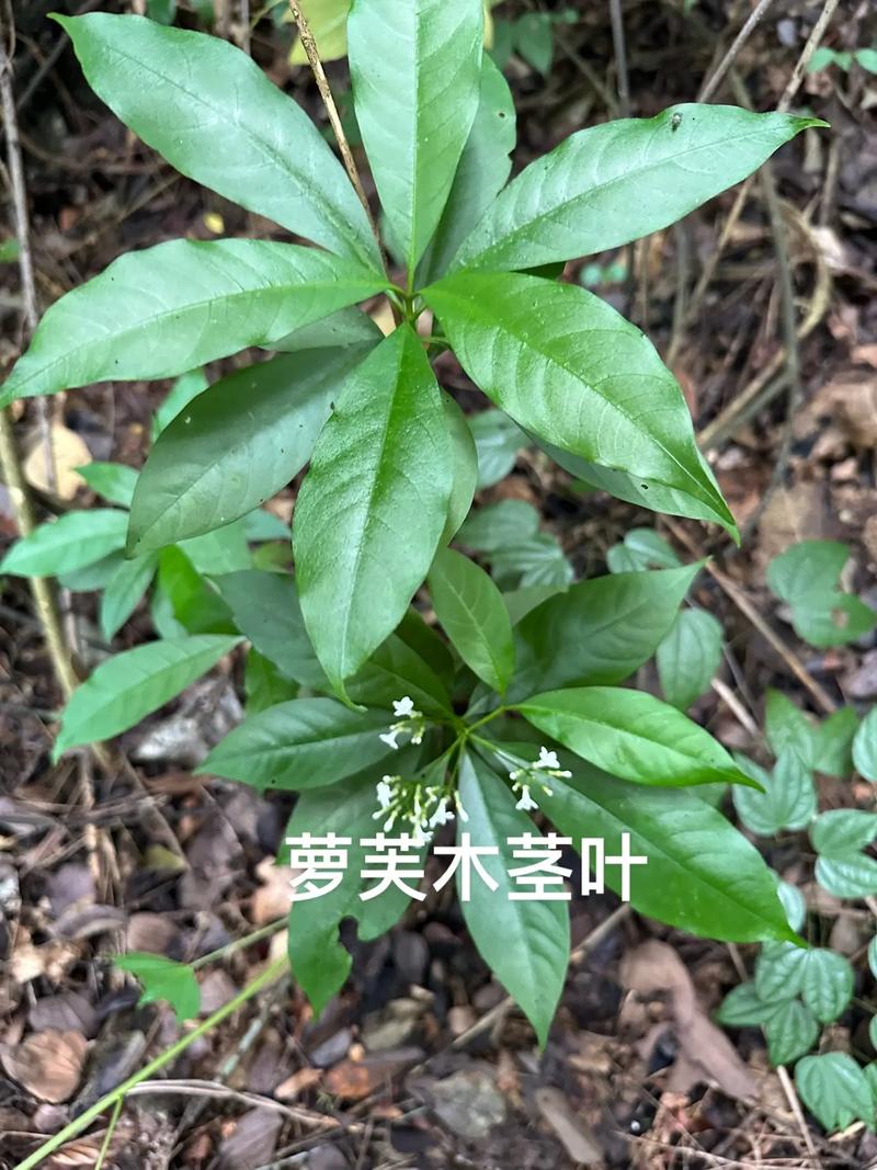 ��ţȡ���˼�����Щ